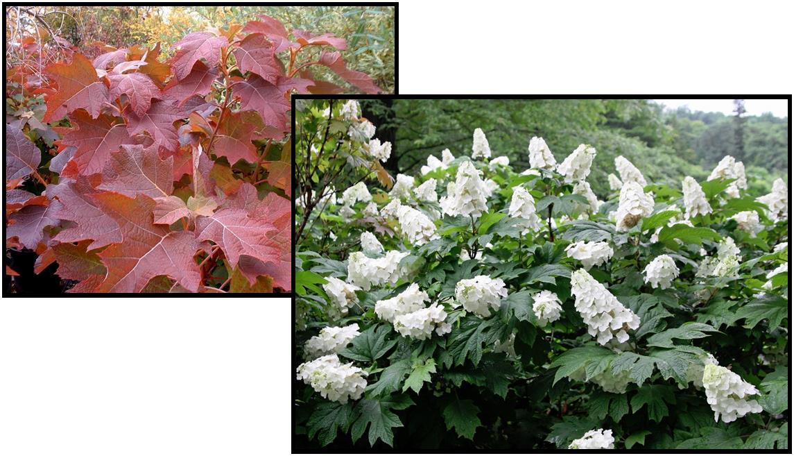 Hydrangea Quercifolia 'snow Queen' - View 12 from www redcrocus com