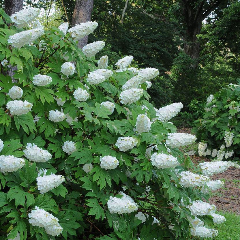 Hydrangea Quercifolia 'snow Queen' - View 13 from www redcrocus com