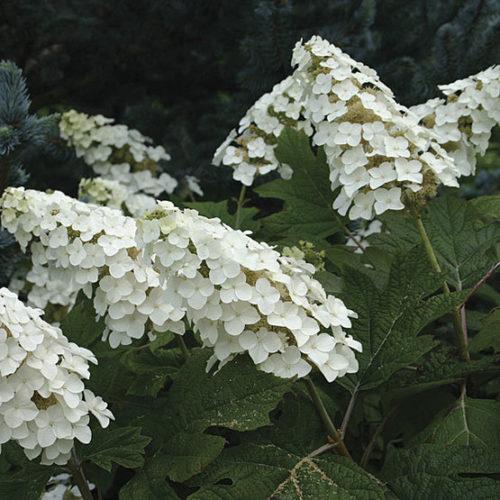 Hydrangea Quercifolia 'snow Queen' - View 14 from www redcrocus com
