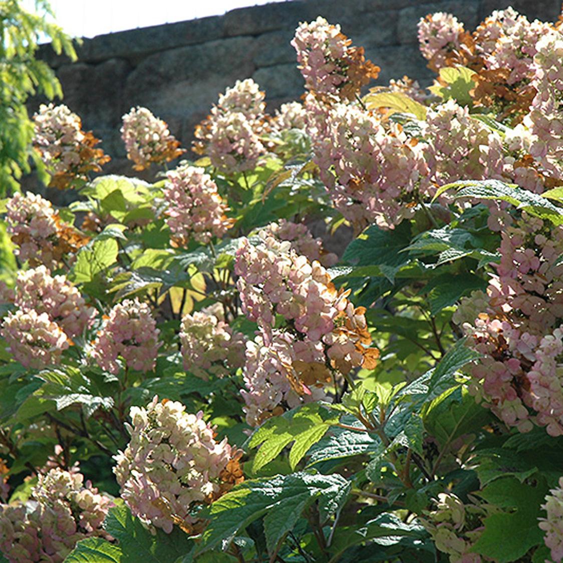 Hydrangea Quercifolia 'snow Queen' - View 16 from www redcrocus com
