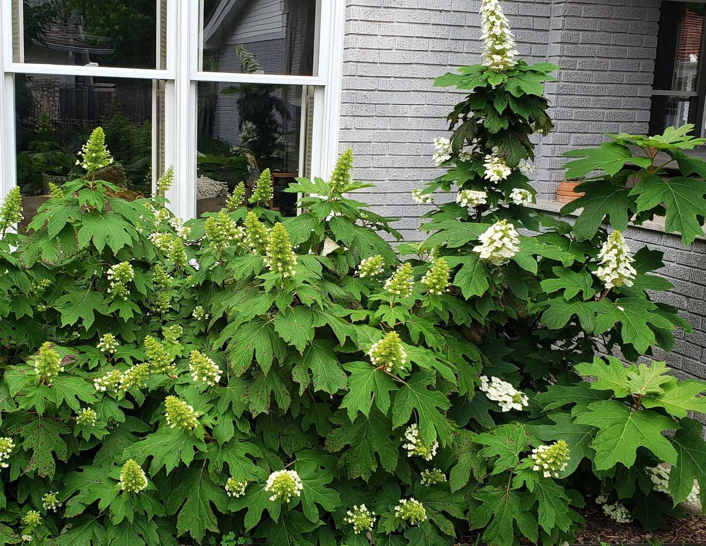 Hydrangea Quercifolia 'snow Queen' - View 19 from www redcrocus com