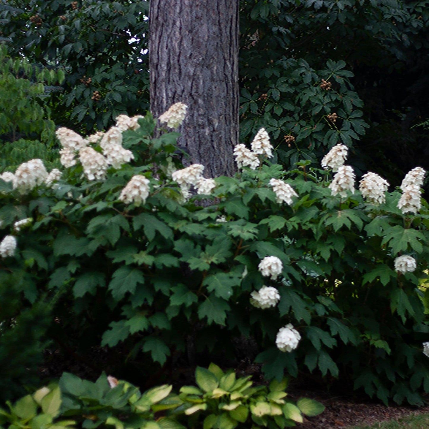Hydrangea Quercifolia 'snow Queen' - View 1 from www redcrocus com