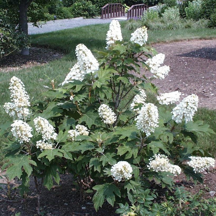 Hydrangea Quercifolia 'snow Queen' - View 20 from www redcrocus com