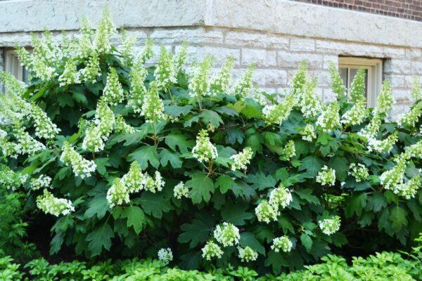 Hydrangea Quercifolia 'snow Queen' - View 21 from www redcrocus com