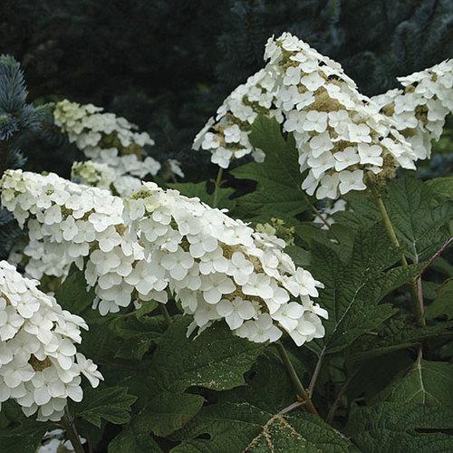Hydrangea Quercifolia 'snow Queen' - View 22 from www redcrocus com