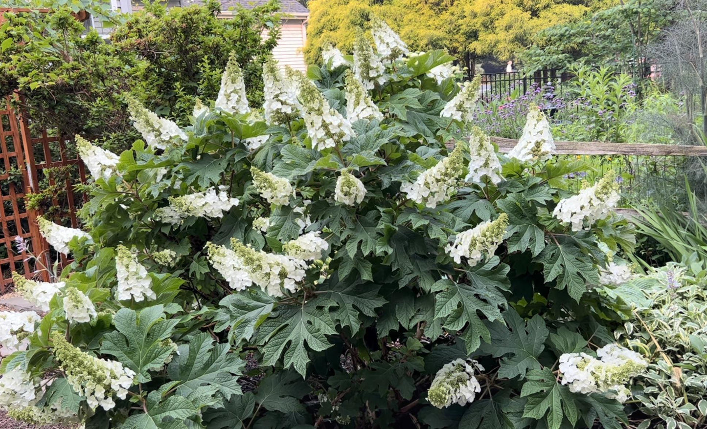 Hydrangea Quercifolia 'snow Queen' - View 23 from www redcrocus com