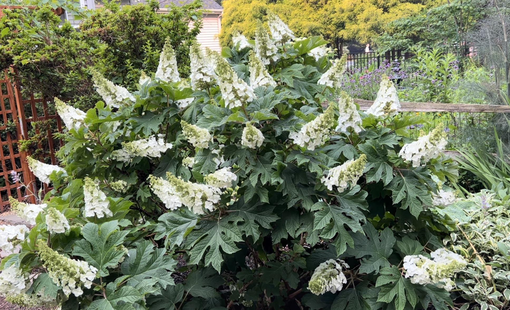 Hydrangea Quercifolia 'snow Queen' - View 23 from www redcrocus com