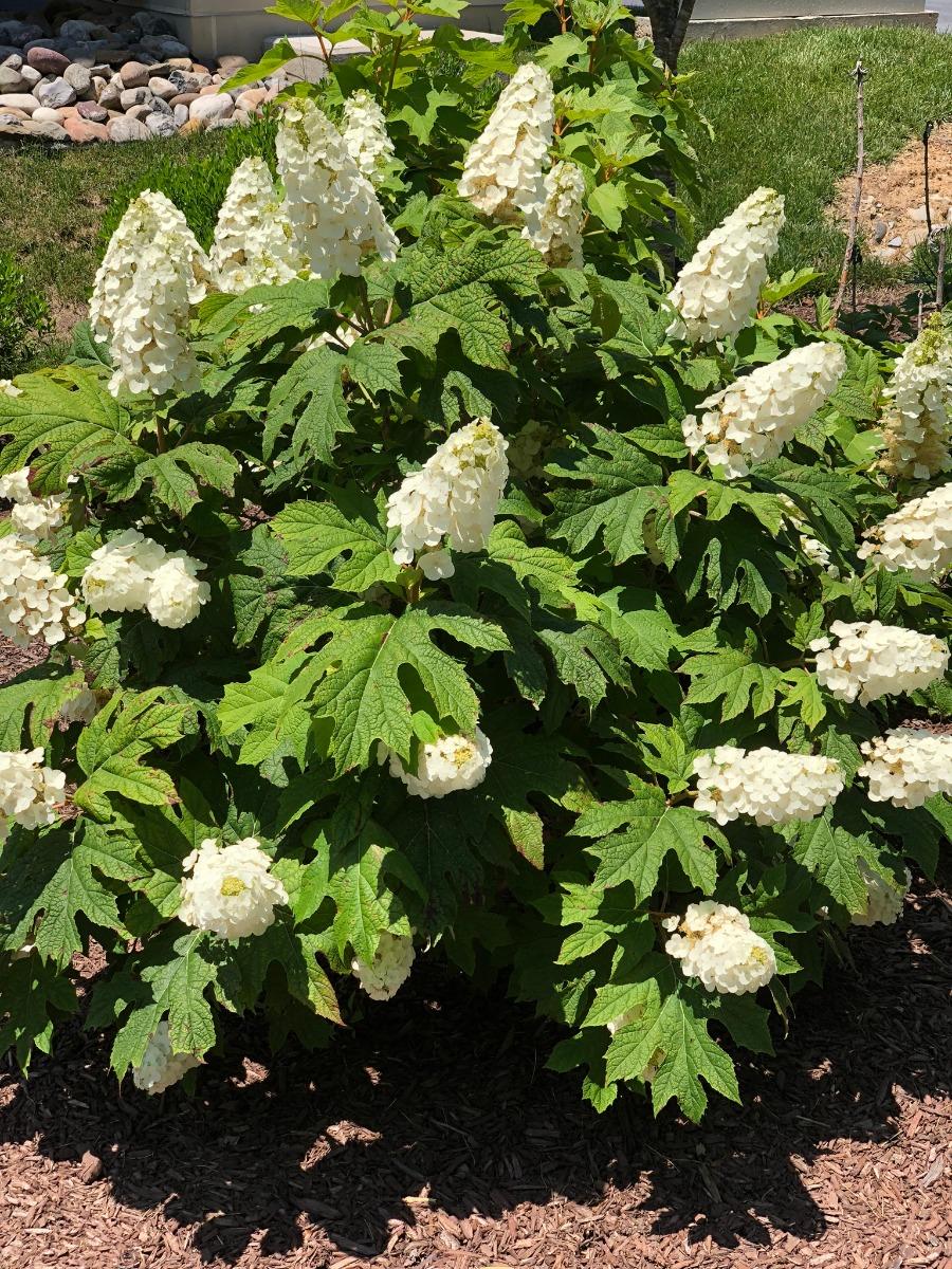 Hydrangea Quercifolia 'snow Queen' - View 24 from www redcrocus com