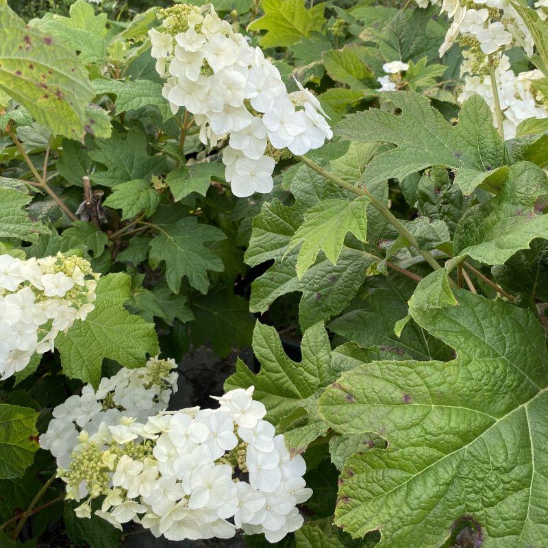 Hydrangea Quercifolia 'snow Queen' - View 25 from www redcrocus com