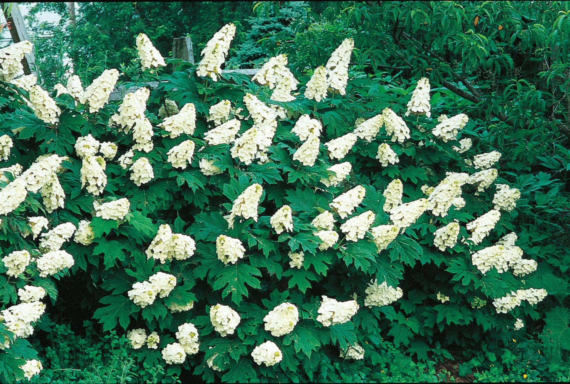 Hydrangea Quercifolia 'snow Queen' - View 29 from www redcrocus com
