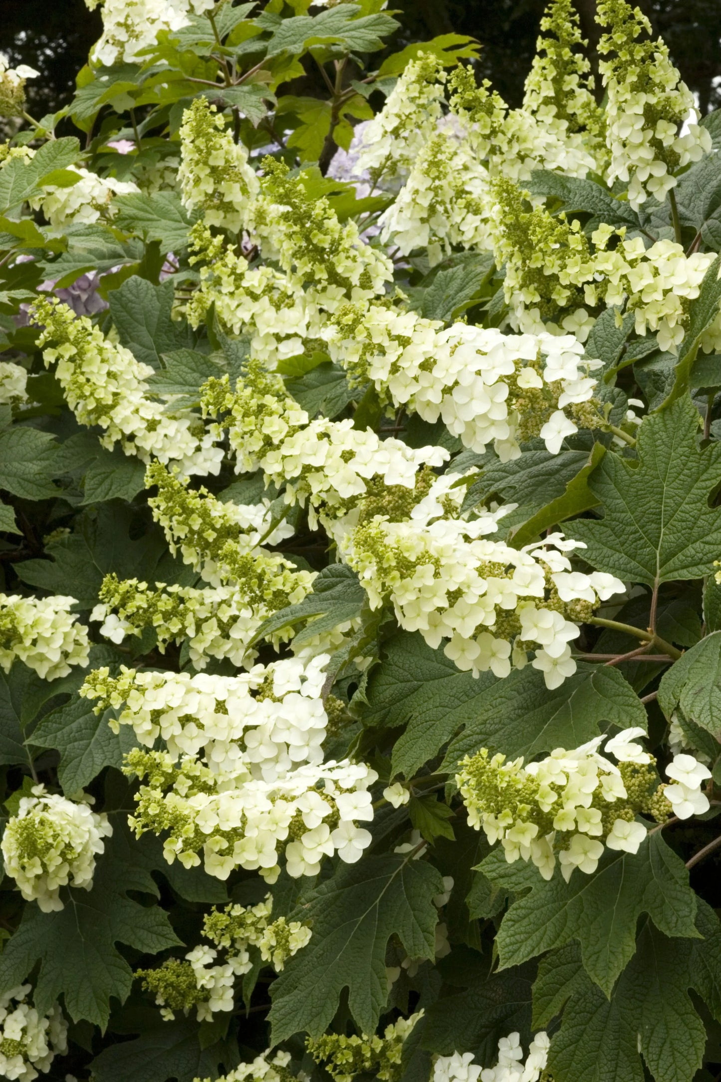 Hydrangea Quercifolia 'snow Queen' - View 2 from www redcrocus com
