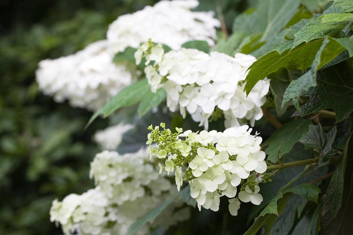 Hydrangea Quercifolia 'snow Queen' - View 31 from www redcrocus com
