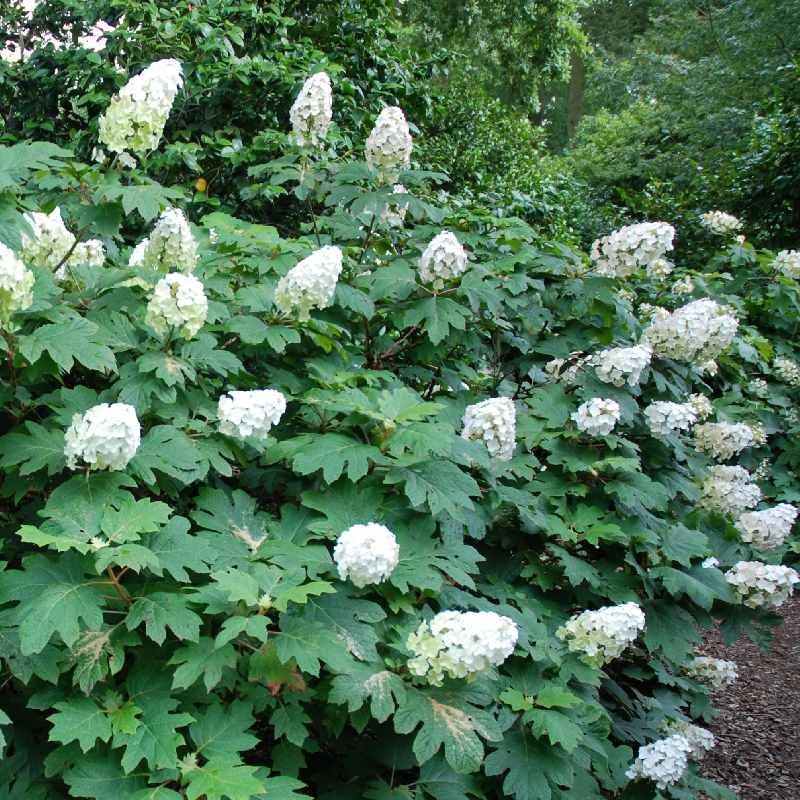 Hydrangea Quercifolia 'snow Queen' - View 34 from www redcrocus com
