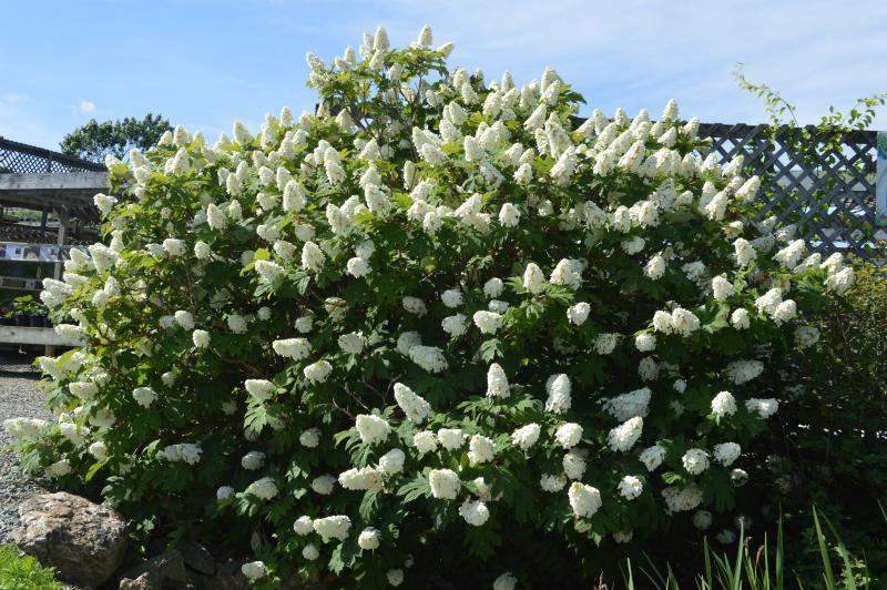 Hydrangea Quercifolia 'snow Queen' - View 36 from www redcrocus com