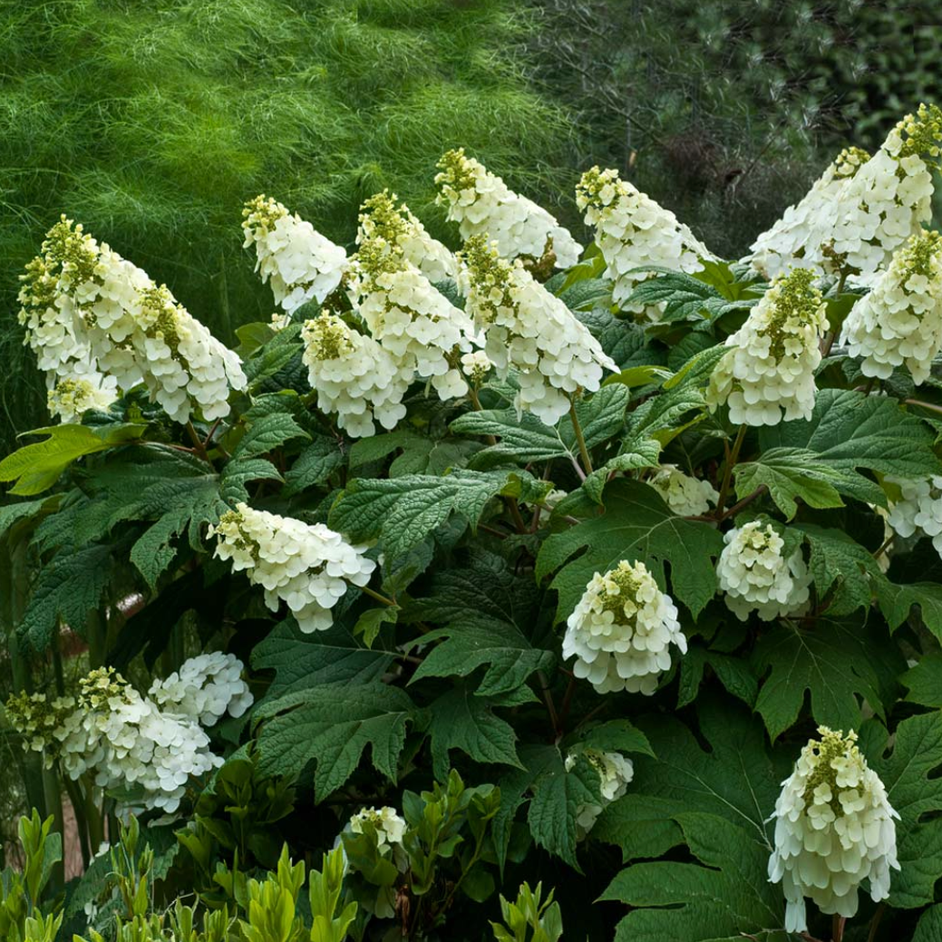 Hydrangea Quercifolia 'snow Queen' - View 37 from www redcrocus com