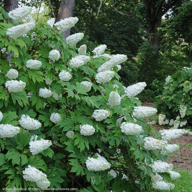 Hydrangea Quercifolia 'snow Queen' - View 38 from www redcrocus com
