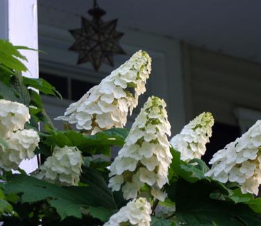 Hydrangea Quercifolia 'snow Queen' - View 39 from www redcrocus com
