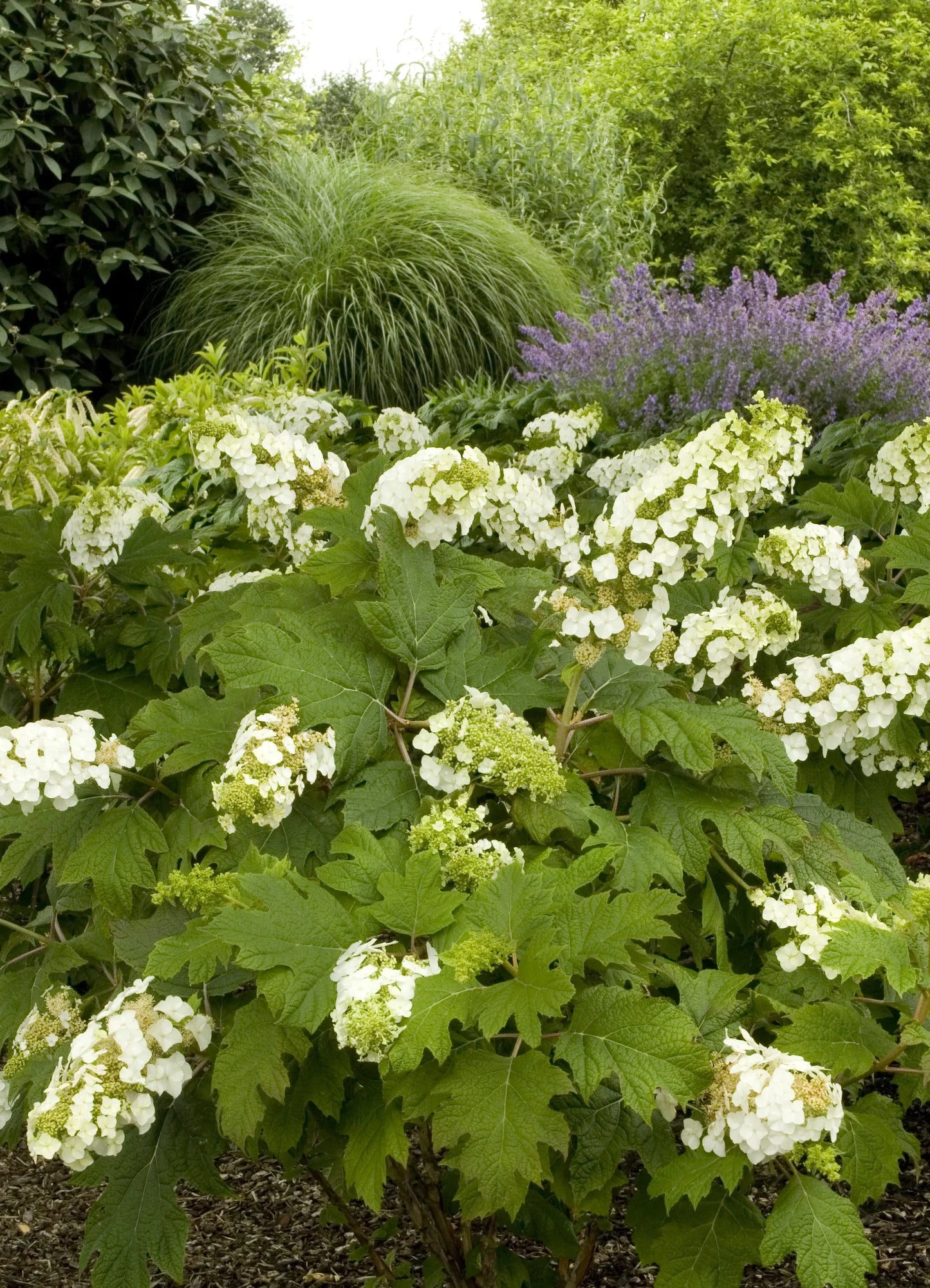 Hydrangea Quercifolia 'snow Queen' - View 3 from www redcrocus com