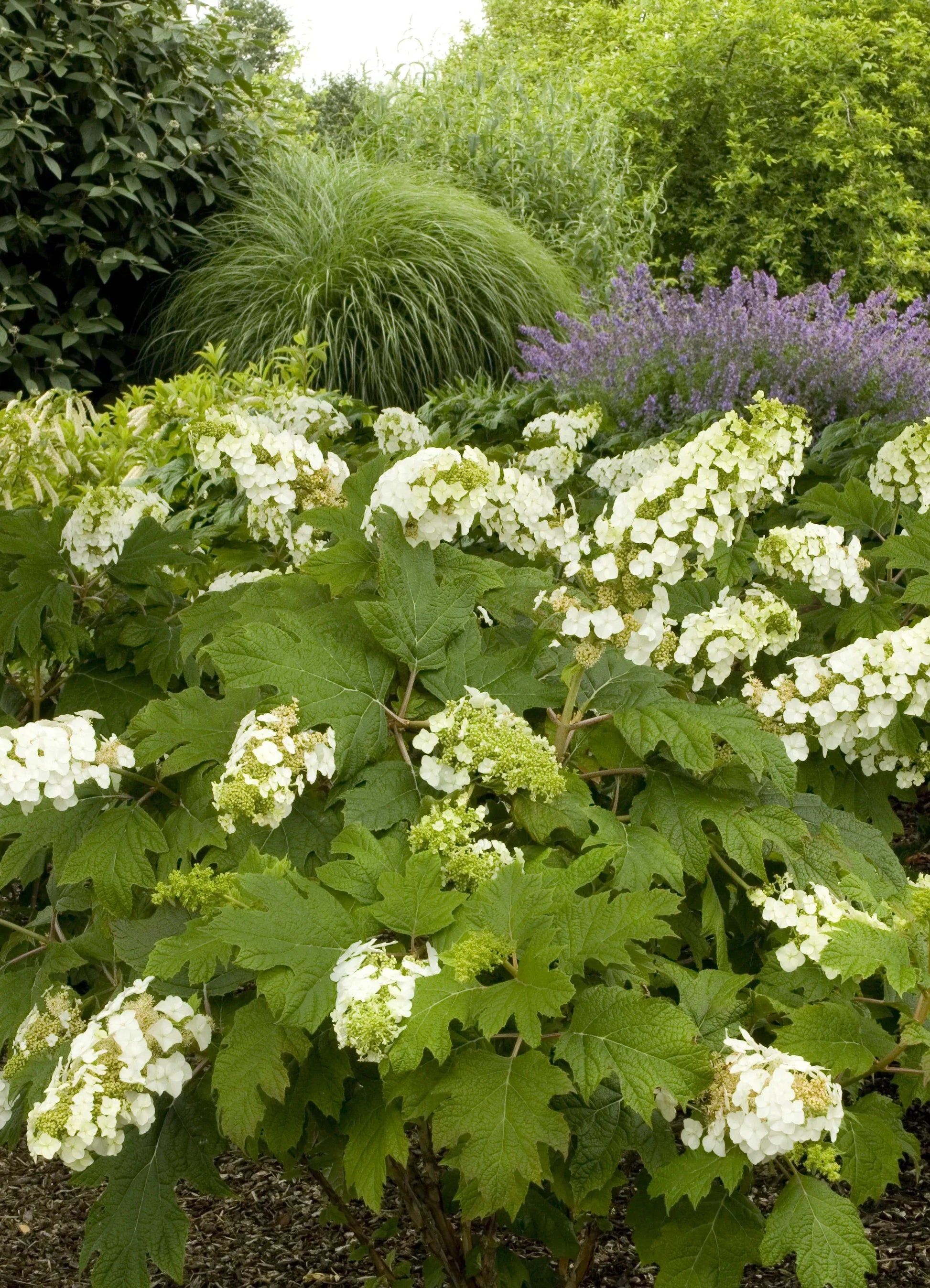 Hydrangea Quercifolia 'snow Queen' - View 3 from www redcrocus com