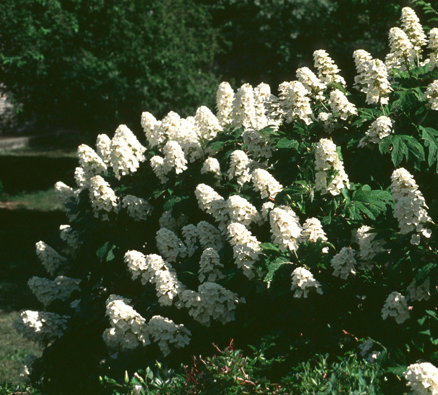 Hydrangea Quercifolia 'snow Queen' - View 7 from www redcrocus com