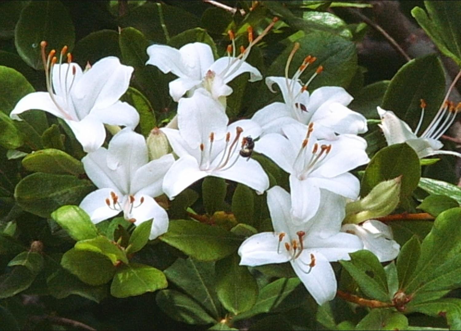 Azalea Viscosum - View 3 from www redcrocus com