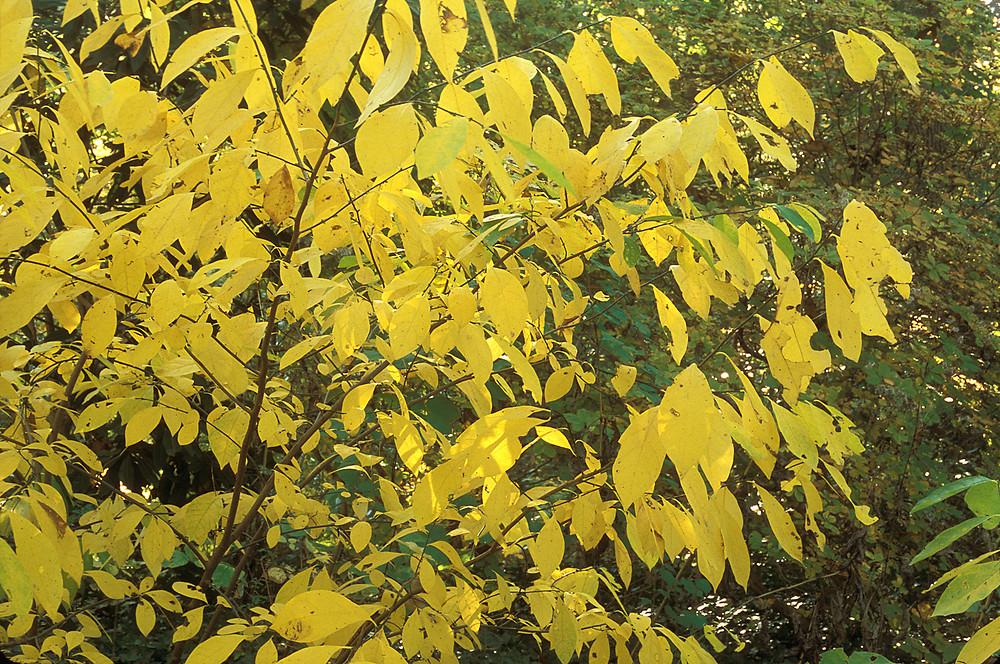 Lindera Benzoin - View 11 from www redcrocus com