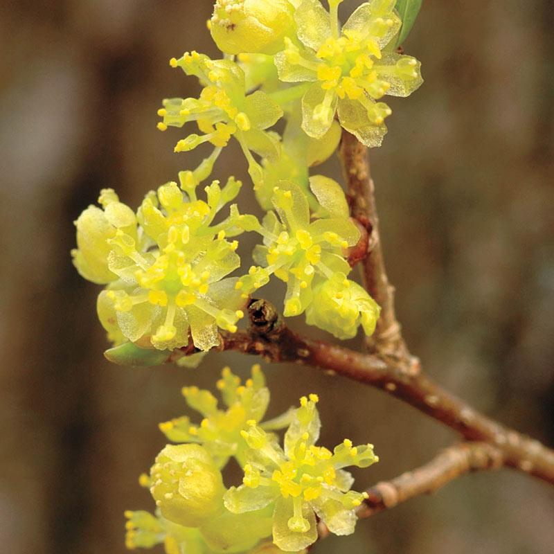 Lindera Benzoin - View 16 from www redcrocus com