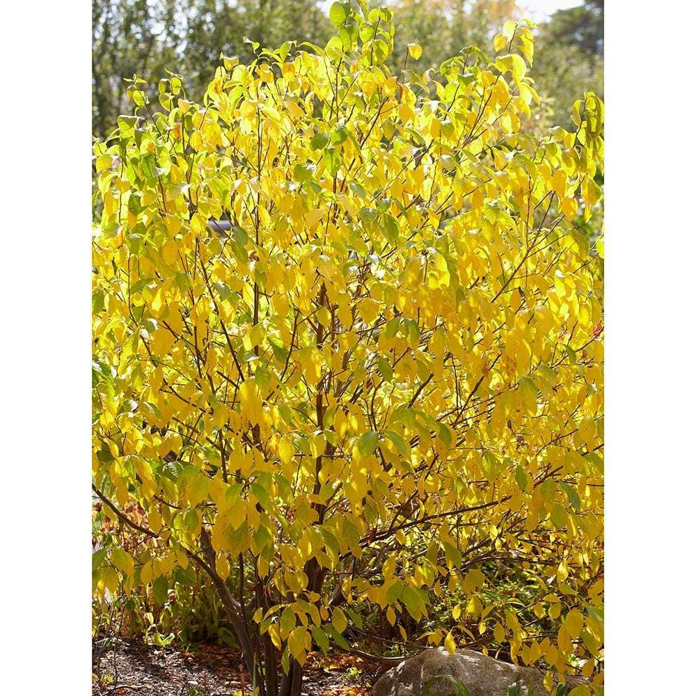 Lindera Benzoin - View 3 from www redcrocus com