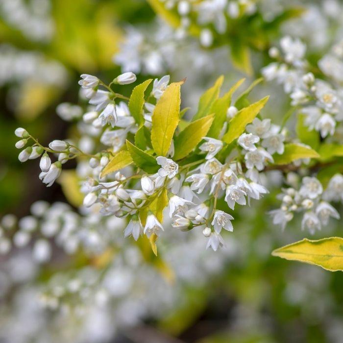 Deutzia Gracillis Chardonnay Pearls - View 10 from www redcrocus com