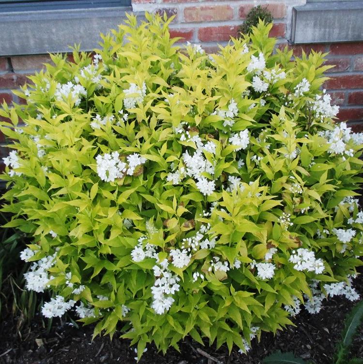 Deutzia Gracillis Chardonnay Pearls - View 12 from www redcrocus com