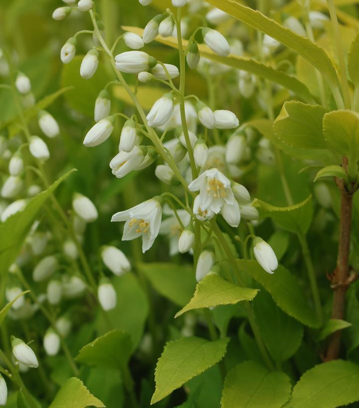 Deutzia Gracillis Chardonnay Pearls - View 13 from www redcrocus com