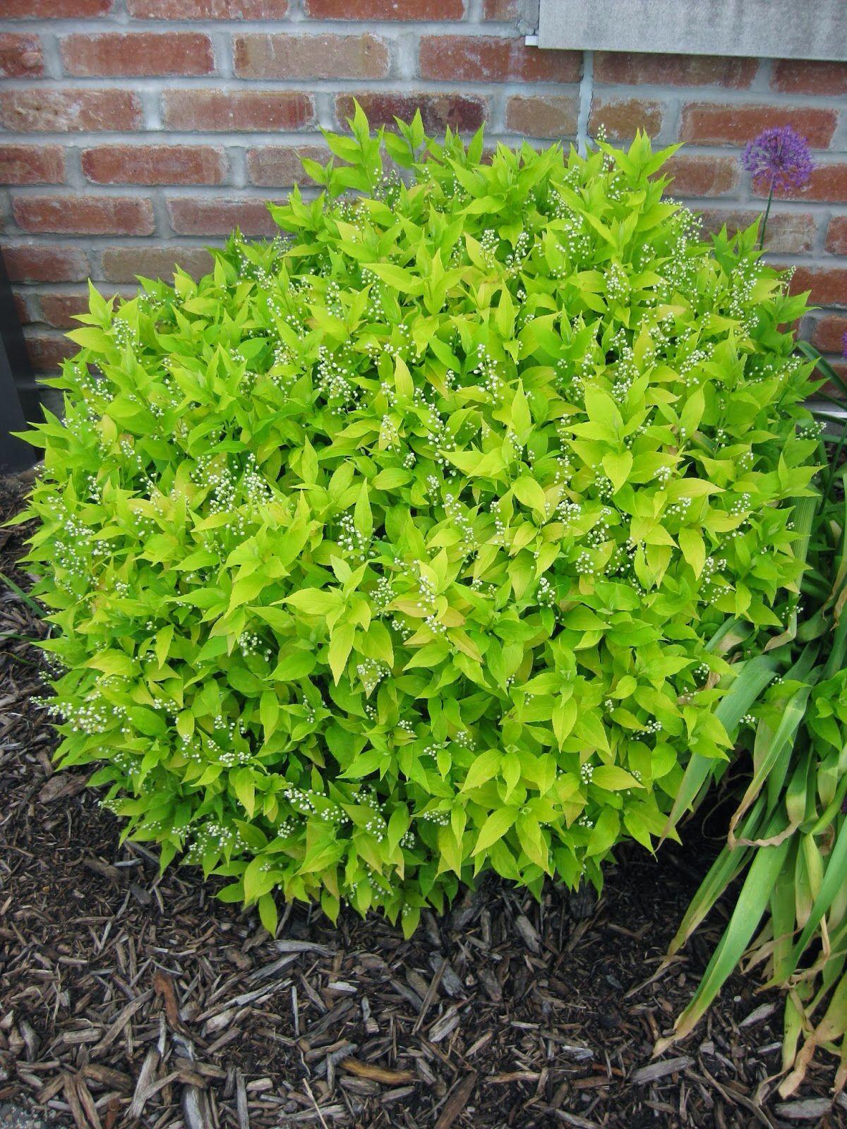 Deutzia Gracillis Chardonnay Pearls - View 14 from www redcrocus com