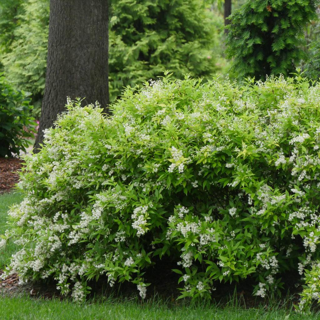 Deutzia Gracillis Chardonnay Pearls - View 15 from www redcrocus com