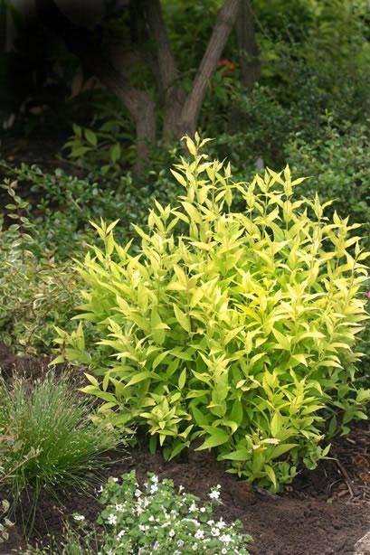 Deutzia Gracillis Chardonnay Pearls - View 16 from www redcrocus com