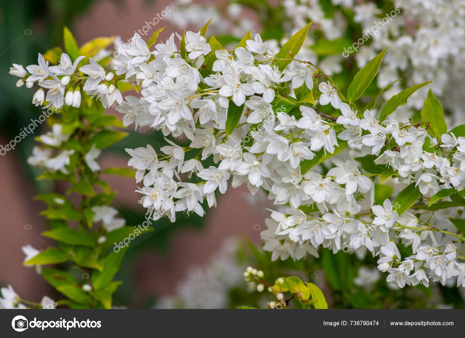 Deutzia Gracillis Chardonnay Pearls - View 18 from www redcrocus com