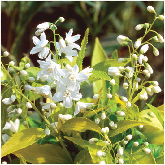 Deutzia Gracillis Chardonnay Pearls - View 1 from www redcrocus com