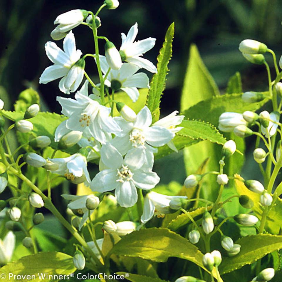 Deutzia Gracillis Chardonnay Pearls - View 20 from www redcrocus com