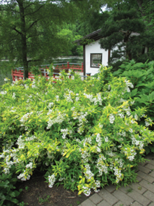 Deutzia Gracillis Chardonnay Pearls - View 20 from www redcrocus com
