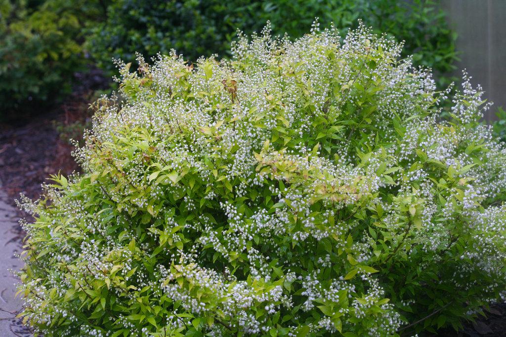 Deutzia Gracillis Chardonnay Pearls - View 2 from www redcrocus com