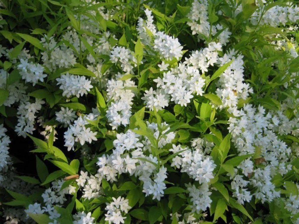 Deutzia Gracillis Chardonnay Pearls - View 3 from www redcrocus com
