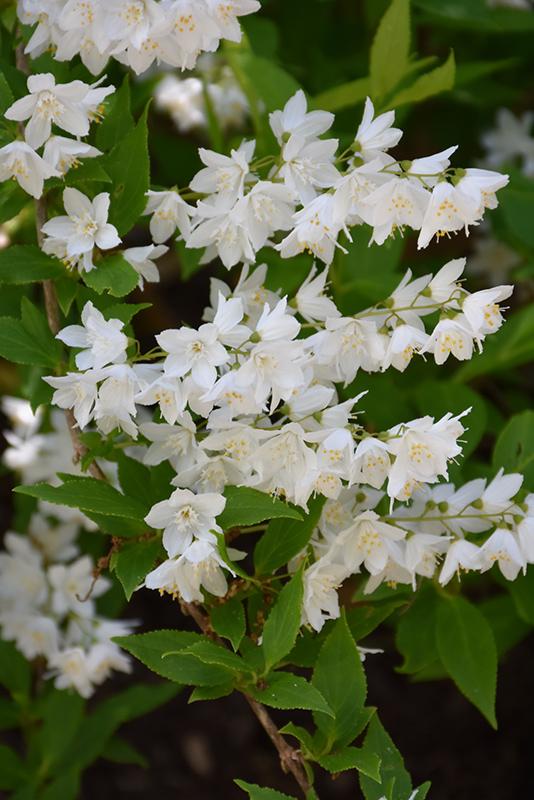 Deutzia Gracillis Chardonnay Pearls - View 4 from www redcrocus com