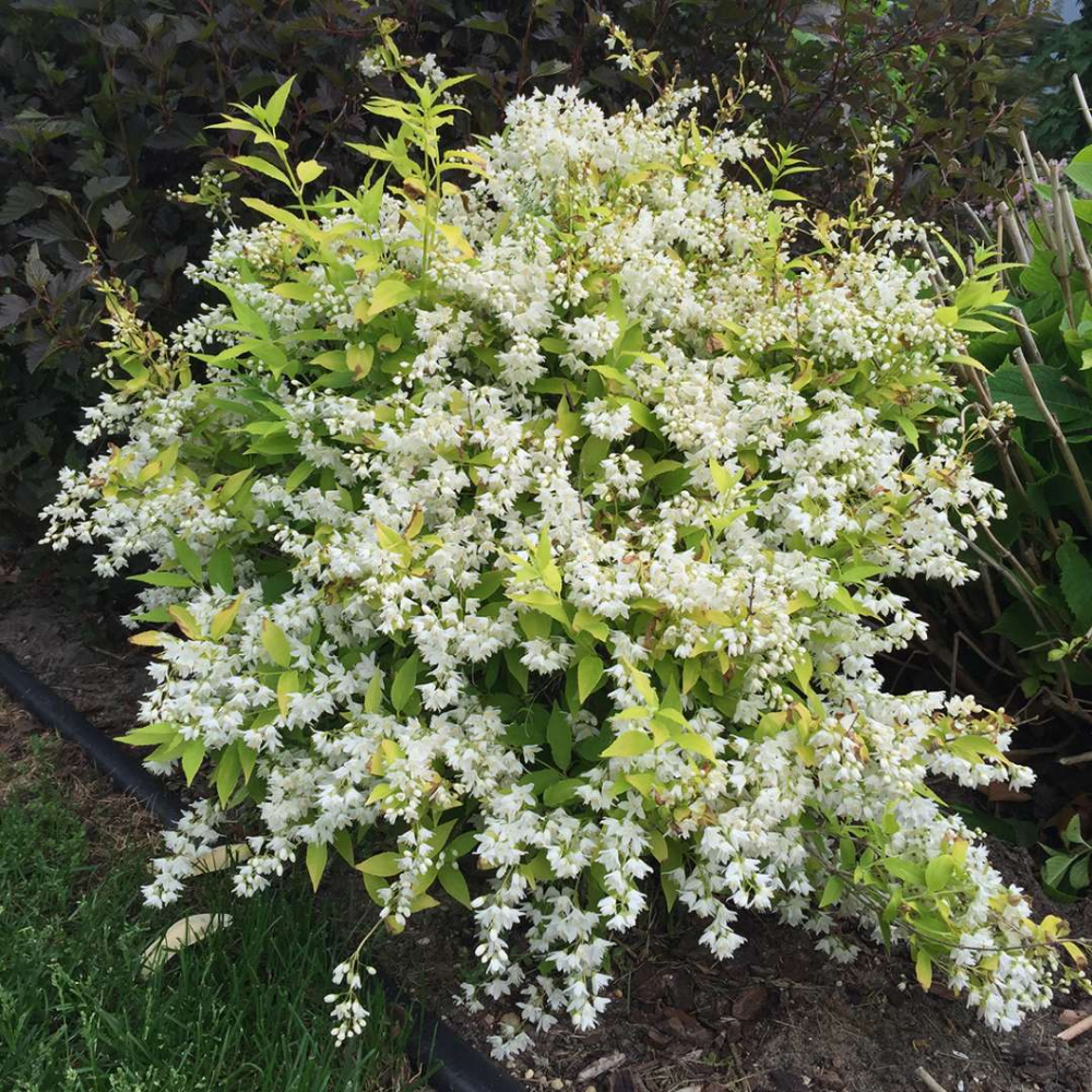 Deutzia Gracillis Chardonnay Pearls - View 5 from www redcrocus com