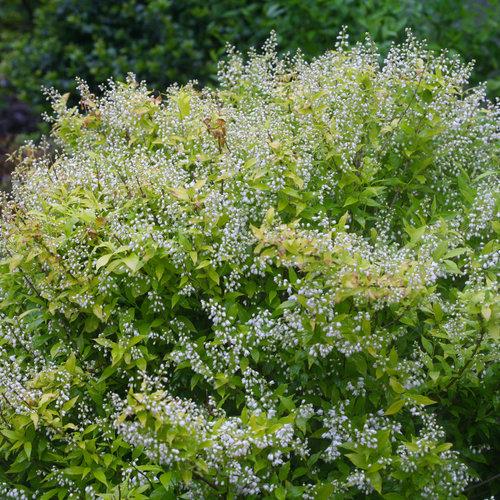 Deutzia Gracillis Chardonnay Pearls - View 6 from www redcrocus com