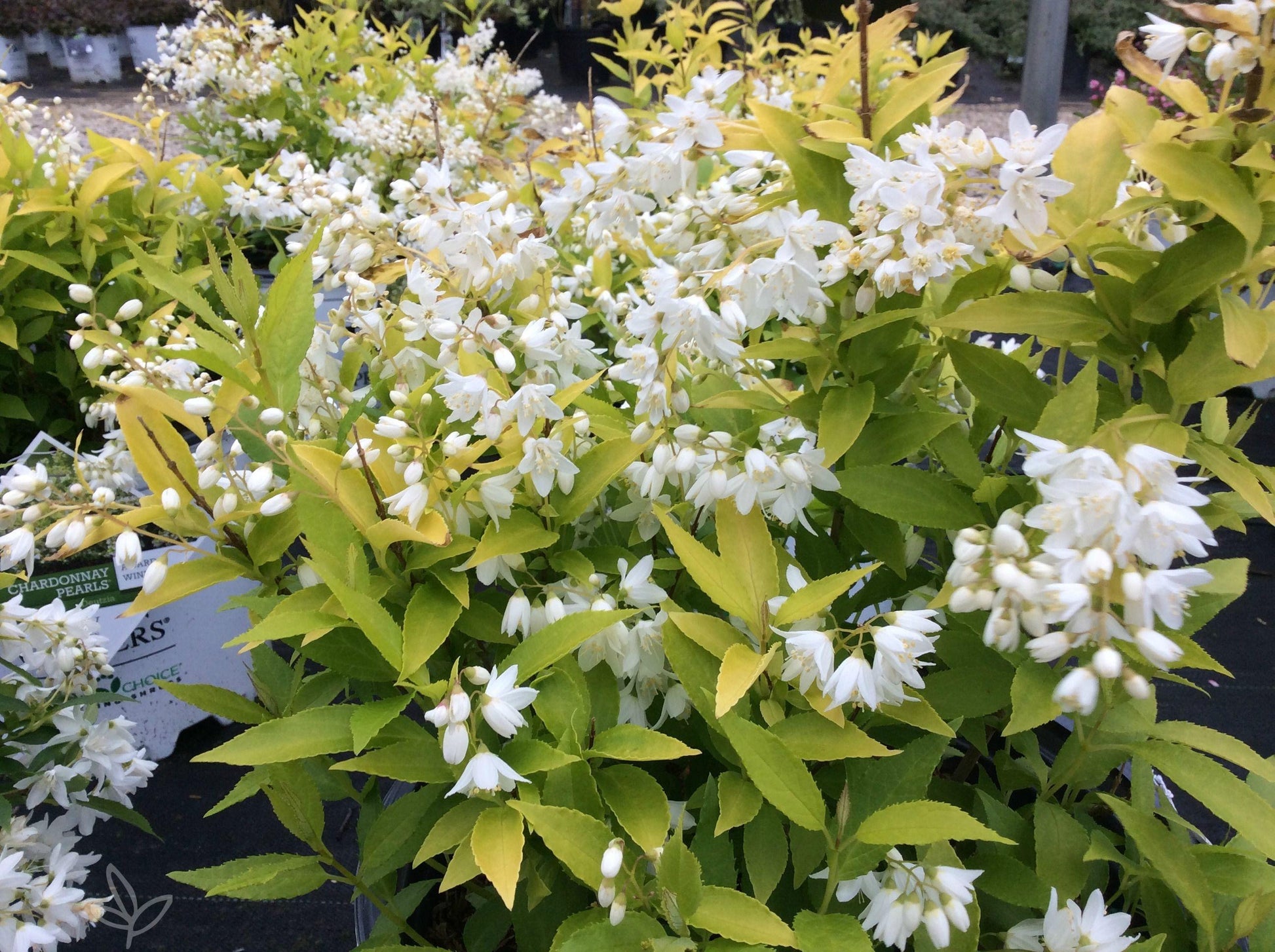 Deutzia Gracillis Chardonnay Pearls - View 7 from www redcrocus com