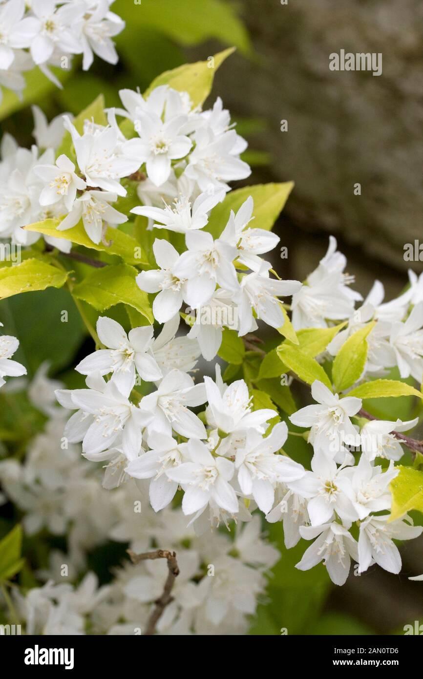 Deutzia Gracillis Chardonnay Pearls - View 8 from www redcrocus com