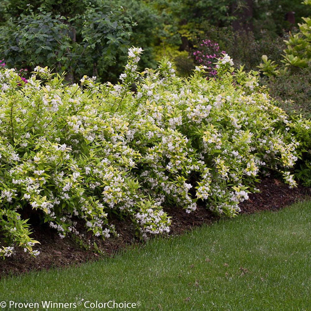 Deutzia Gracillis Chardonnay Pearls - View 8 from www redcrocus com