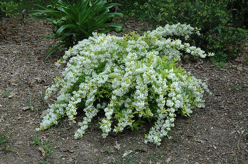 Deutzia Gracillis Chardonnay Pearls - View 9 from www redcrocus com