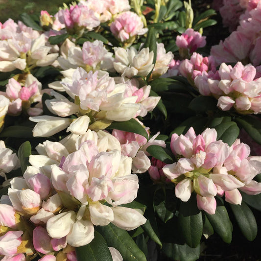 Rhododendron Yakushimanum Yaku Princess - View 10 from www redcrocus com