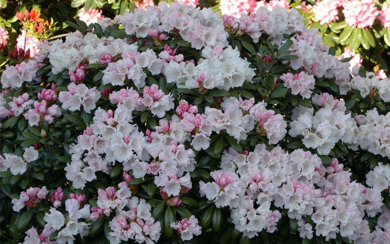 Rhododendron Yakushimanum Yaku Princess - View 11 from www redcrocus com