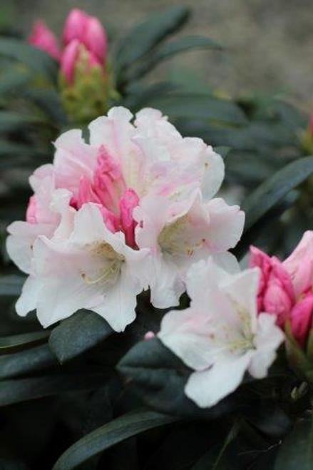 Rhododendron Yakushimanum Yaku Princess - View 12 from www redcrocus com